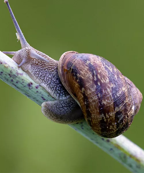 Caracoles Helixurrieta