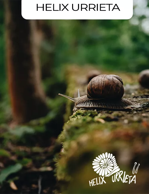 Helix Urrieta cría de caracoles