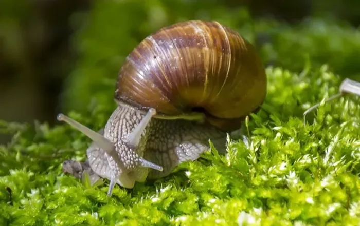 Caracoles Helix Urrieta cría de caracoles