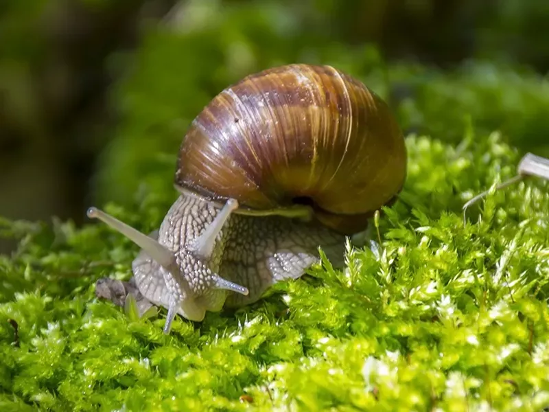 Caracoles Helix Urrieta cría de caracoles