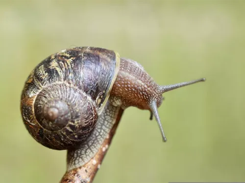 Caracoles Vivos Helix Urrieta